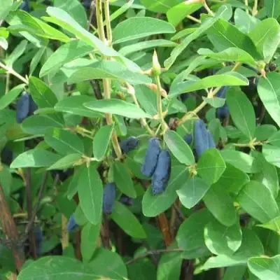 Жимолость съедобная ПУШКИНСКАЯ в Кобрине