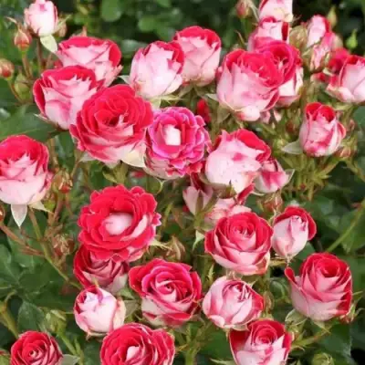 Роза ШОНЕ КОБЛЕНЦЕРИН флорибунда в Кобрине