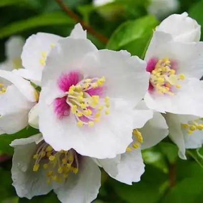 Жасмин БЕЛЬ ЭТУАЛЬ в Кобрине