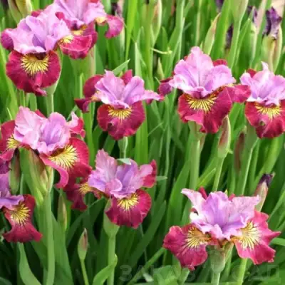 Ирис МИСС ЭППЛ сибирский в Кобрине