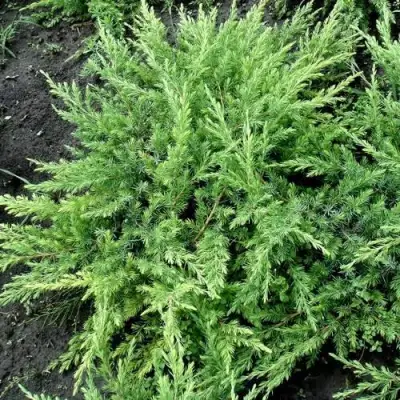 Можжевельник ШЛЯГЕР прибрежный в Кобрине