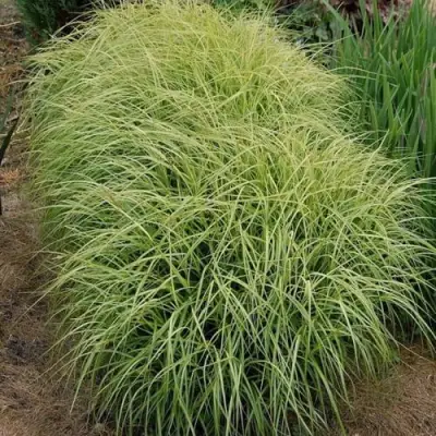 Осока ВАРИЕГАТА пальмолистная в Кобрине