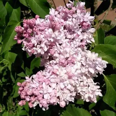 Сирень МИЛОСЕРДИЕ в Кобрине