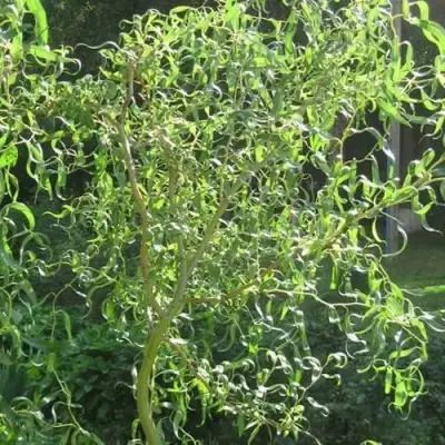 Ива МАТСУДАНА в Кобрине