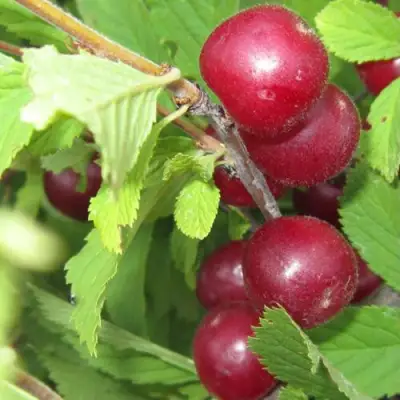 Вишня персиковая АФЛОЦЕРАЗУС в Кобрине