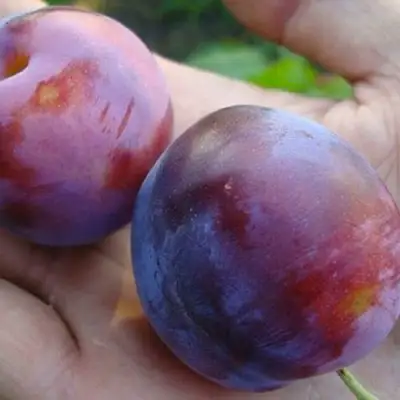 Слива РЕНКЛОД в Кобрине