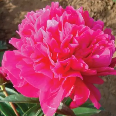 Пион РУБИНОВЫЙ СВЕТ травянистый в Кобрине