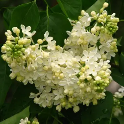 Сирень ПРИМРОУЗ в Кобрине