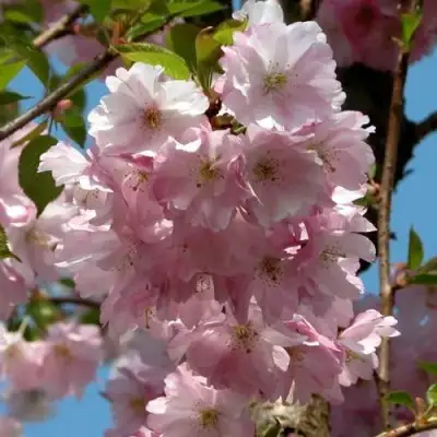 Вишня АККОЛЕЙД цветущая в Кобрине