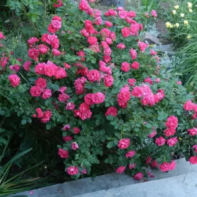 Роза ДЖОРДЖ ВАНКУВЕР флорибунда в Кобрине