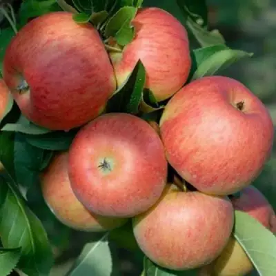 Яблоня ТОПАЗ в Кобрине