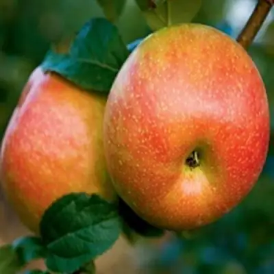 Яблоня ПЕРСИКОВАЯ в Кобрине