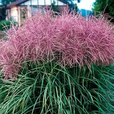 Мискантус МАЛЕПАРТУС китайский  в Кобрине