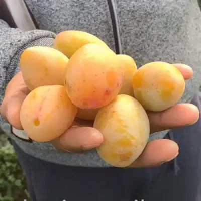 Слива ЯХОНТОВАЯ в Кобрине