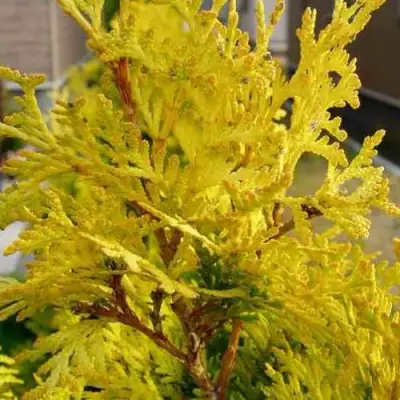 Туя ЕВРОПА ГОЛД западная в Кобрине