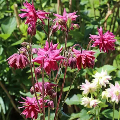 Аквилегия БАРЛОУ БОРДО обыкновенная в Кобрине