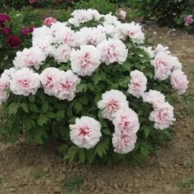 Пион ПЕРСИК ПОД СНЕГОМ древовидный в Кобрине