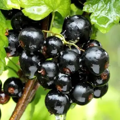 Смородина чёрная БЕЛОРУССКАЯ СЛАДКАЯ в Кобрине