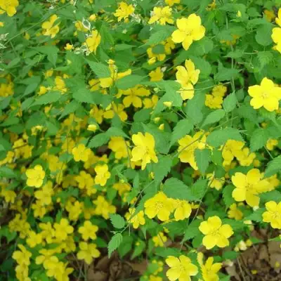 Керрия японская ГОЛДЕН ГИНЕЯ в Кобрине