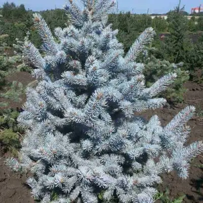 Ель МИСТИ БЛЮ голубая в Кобрине