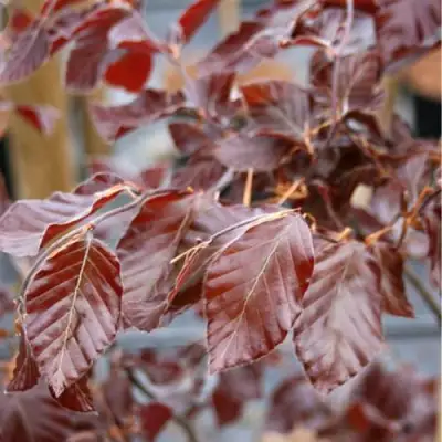 Бук лесной АТРОПУНИЦЕА в Кобрине