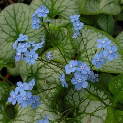 Бруннера ДЖЭК ФРОСТ в Кобрине