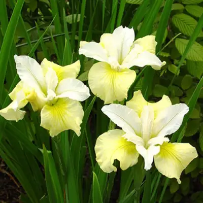 Ирис ЙЕЛЛОУ ТЕЙЛ сибирский в Кобрине