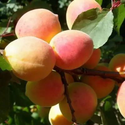 Абрикос СЮРПРИЗ в Кобрине