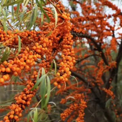 Облепиха СЕРАФИМА в Кобрине