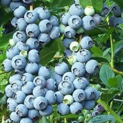 Голубика НОРТЛАНД в Кобрине