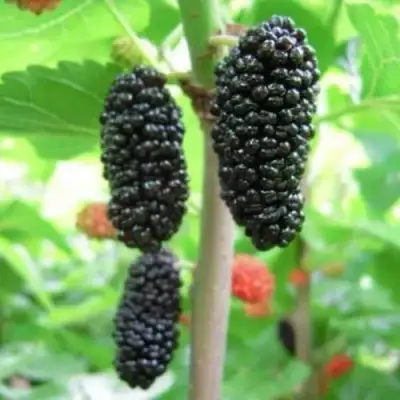 Шелковица ГАЛИЦИЯ в Кобрине