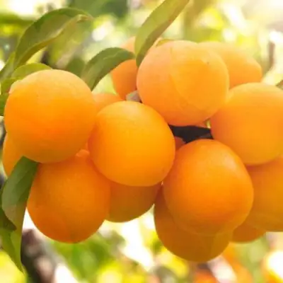 Слива МАРА в Кобрине