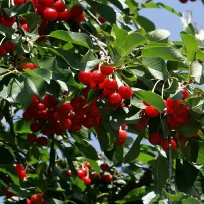 Вишня БРУСНИЦЫНА степная в Кобрине