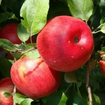 Яблоня ВАЛЕРИЯ в Кобрине