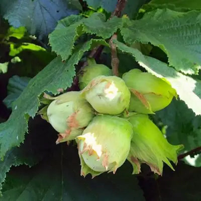 Фундук ТАМБОВСКИЙ РАННИЙ в Кобрине