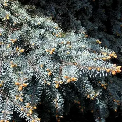 Ель НАНА сизая в Кобрине