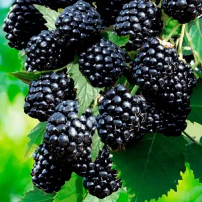 Ежевика ЛОХТЕЙ бесшипная в Кобрине