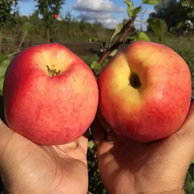 Яблоня КОВРОВОЕ стелющаяся в Кобрине