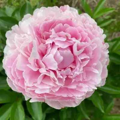 Пион КАТРИН ФОНТЕЙН травянистый в Кобрине