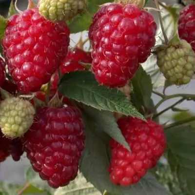 Малина ЭЛЕГАНТНАЯ в Кобрине