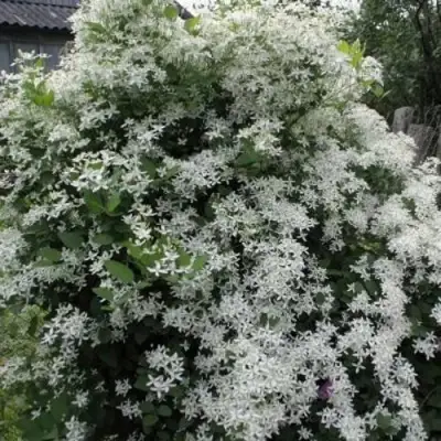 Клематис МАНЬЧЖУРСКИЙ в Кобрине