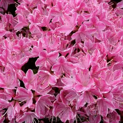 Азалия КЕРМЕСИНА РОУЗ японская в Кобрине