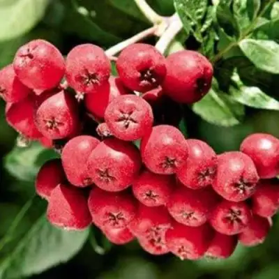 Рябина МОРАВСКАЯ сладкоплодная в Кобрине