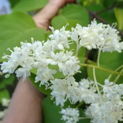 Сирень АМУРСКАЯ в Кобрине