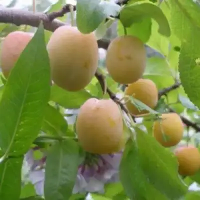 Слива УТРО в Кобрине