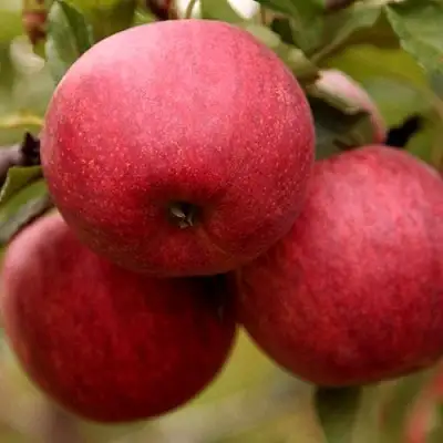 Яблоня ГАЛА ШНИГА в Кобрине