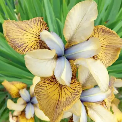 Ирис ФЛАЙИНГ ФИДДЛЗ сибирский в Кобрине