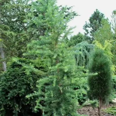 Лиственница КЕМПФЕРА в Кобрине