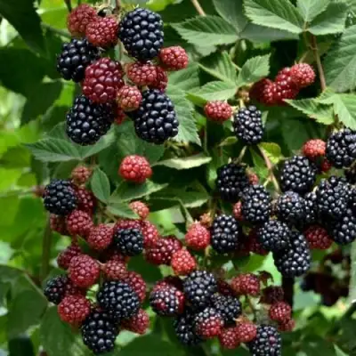 Ежевика РУБЕН ремонтантная  в Кобрине