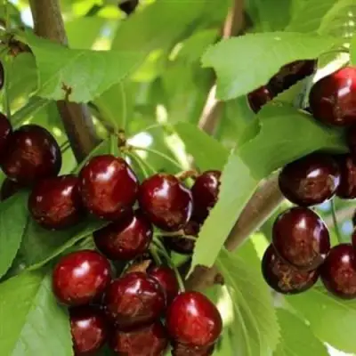 Черешня ИПУТЬ в Кобрине